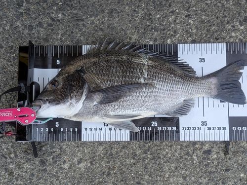 クロダイの釣果