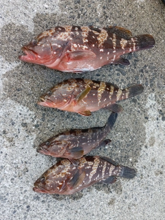 アコウの釣果
