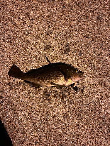 ソイの釣果