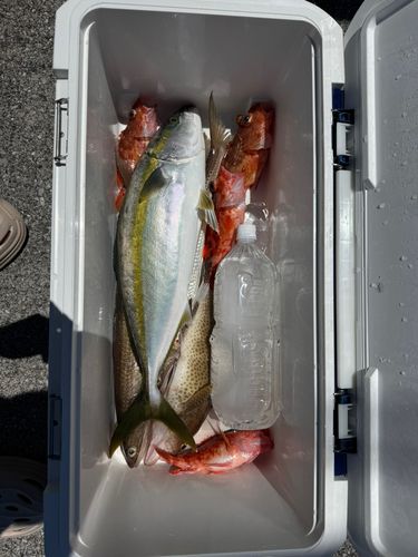 ハマチの釣果