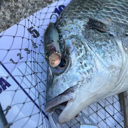 キビレの釣果