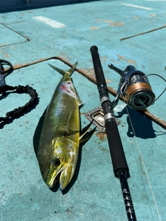 シイラの釣果