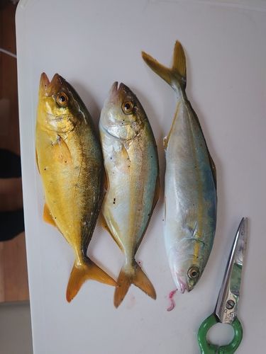 ワカシの釣果