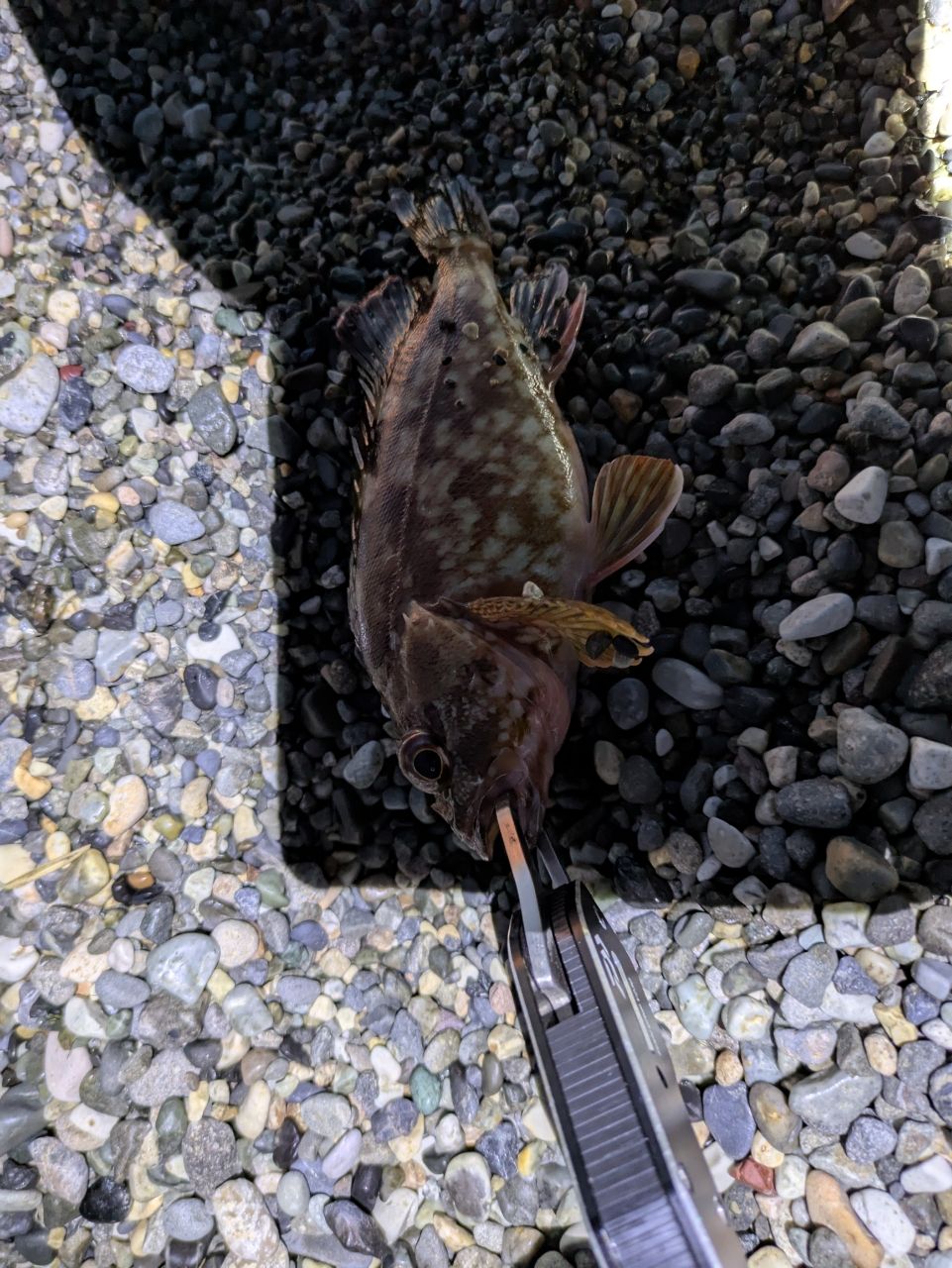 カサゴ