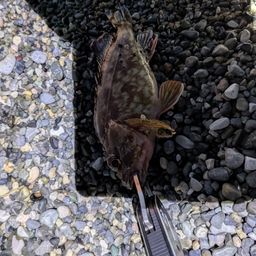 カサゴ