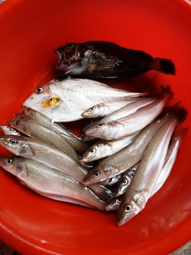 キスの釣果