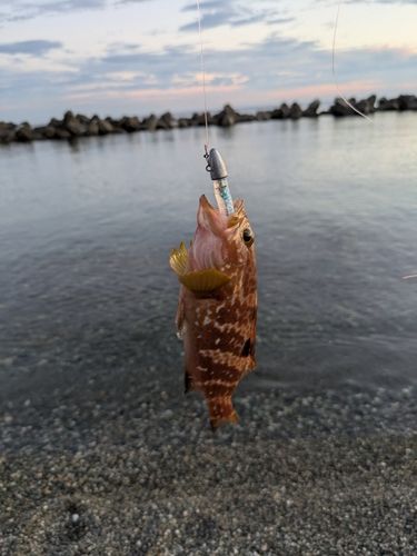 キジハタの釣果