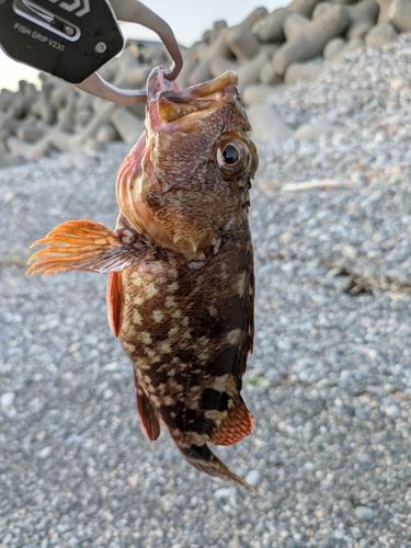 カサゴの釣果