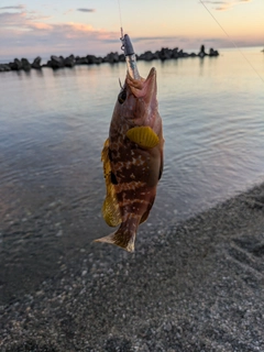 キジハタの釣果