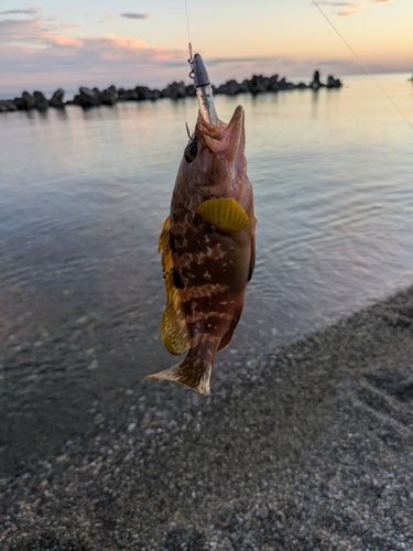 キジハタの釣果