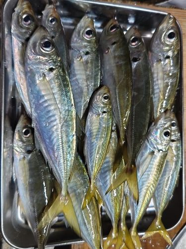 マアジの釣果