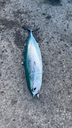 メジカの釣果