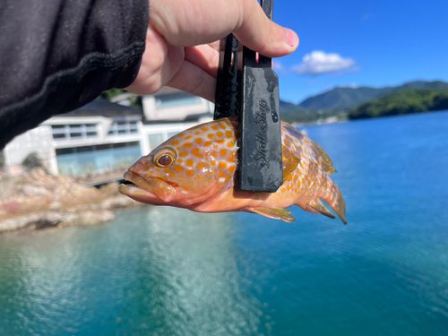 キジハタの釣果