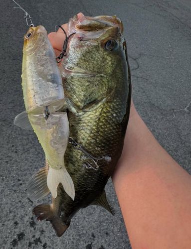 ブラックバスの釣果