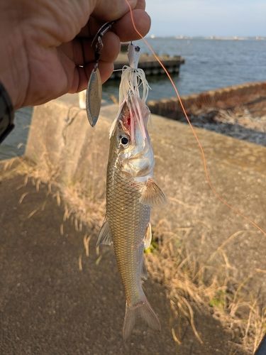 ニゴイの釣果