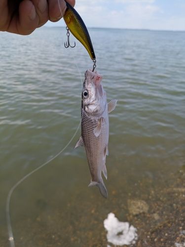 ニゴイの釣果