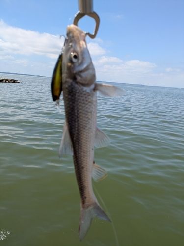 ニゴイの釣果