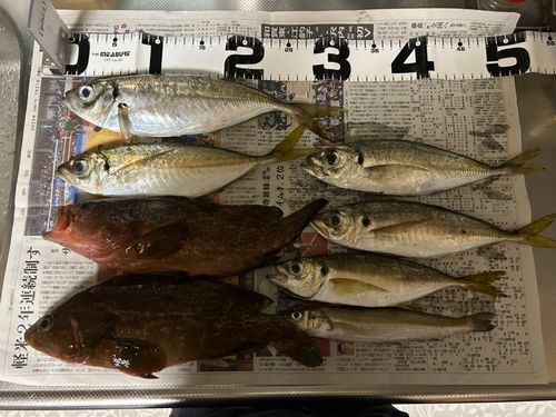 キジハタの釣果
