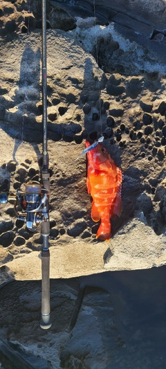 アカハタの釣果