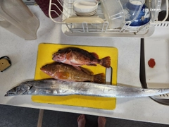 タチウオの釣果