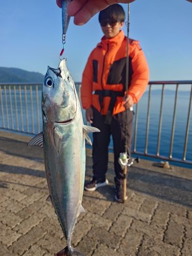 ソウダガツオの釣果