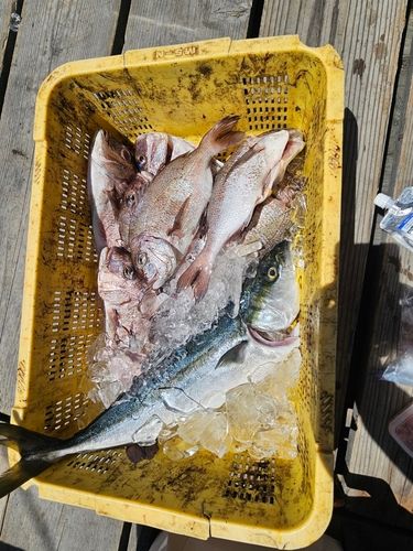 マダイの釣果