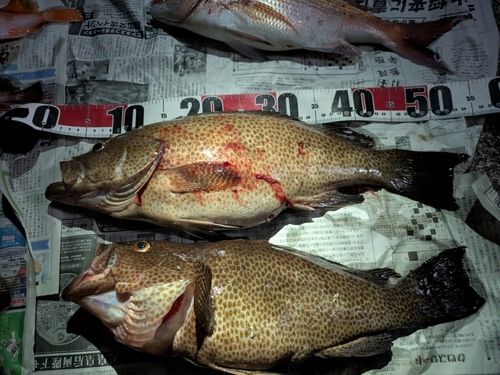 オオモンハタの釣果