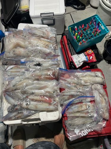 アカイカの釣果