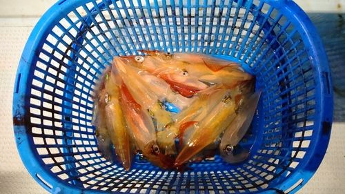 ケンサキイカの釣果
