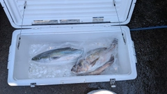 釣果