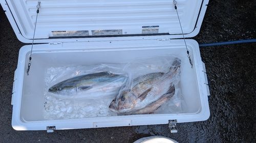 釣果