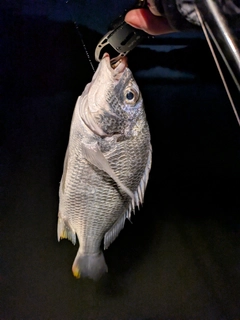キビレの釣果