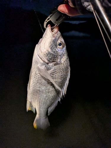 キビレの釣果