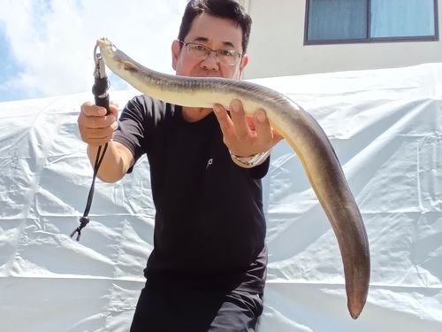 ウナギの釣果