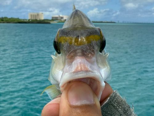 ヒトスジタマガシラの釣果