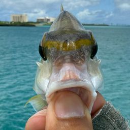 ヒトスジタマガシラ