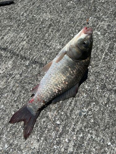 フナの釣果