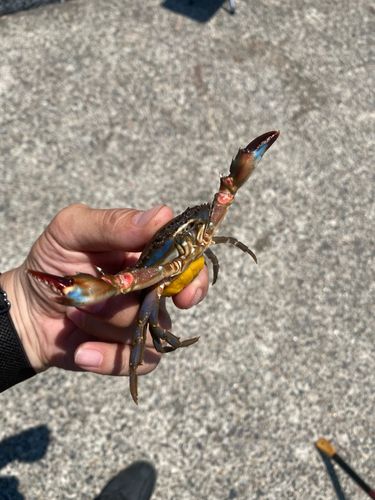 タイワンガザミの釣果