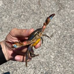 タイワンガザミ