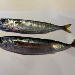 サバ