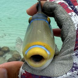 ムラサメモンガラ