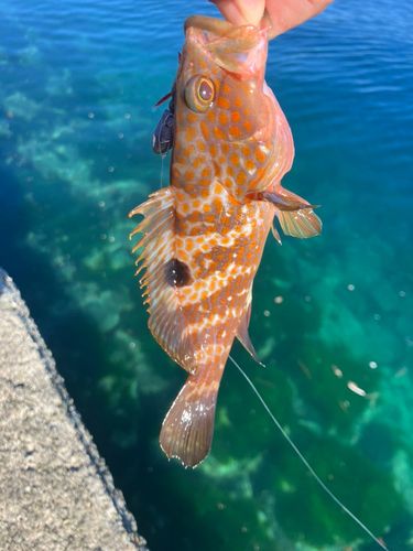 キジハタの釣果