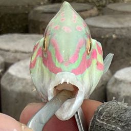 ミツボシキュウセン