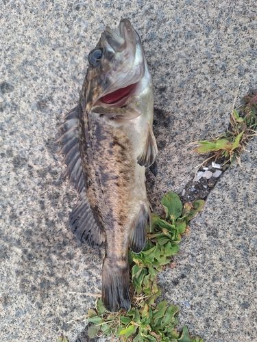 クロソイの釣果