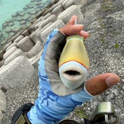 クラカケモンガラ