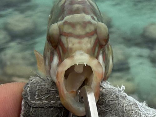 ミツバモチノウオの釣果