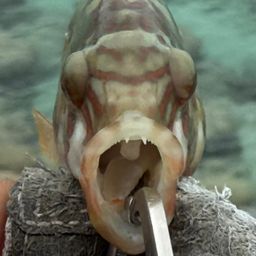 ミツバモチノウオ