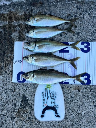 アジの釣果