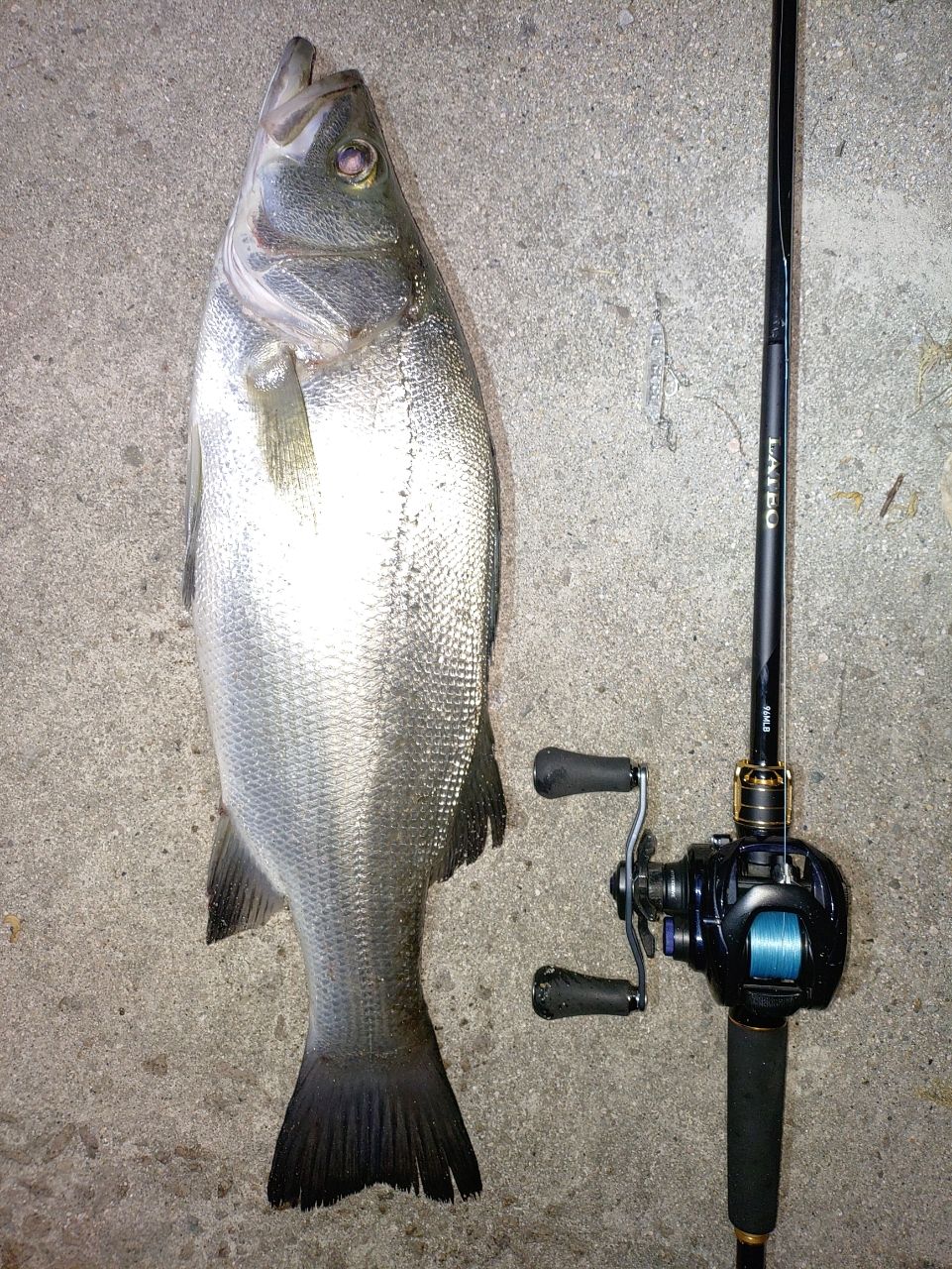 セイゴ（ヒラスズキ）