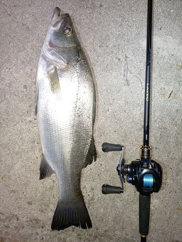 セイゴ（ヒラスズキ）の釣果